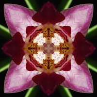 3. Orchimetria by Anonymous